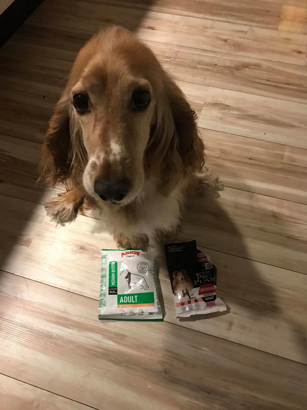 Cocker spaniel Chica billede 17