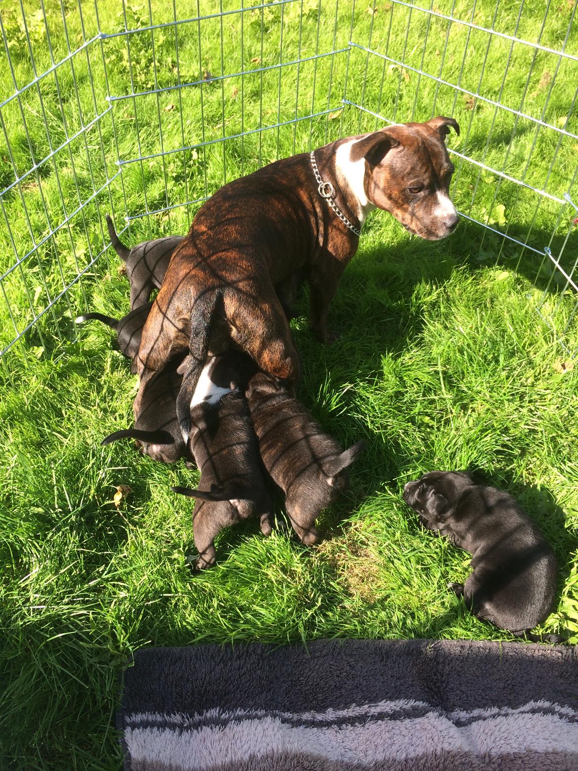 Staffordshire bull terrier Freja - freja's første kuld 2017 billede 35