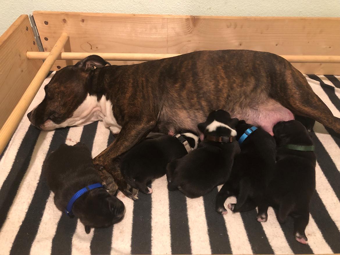 Staffordshire bull terrier Freja - Freja's andet kuld 2018 billede 36