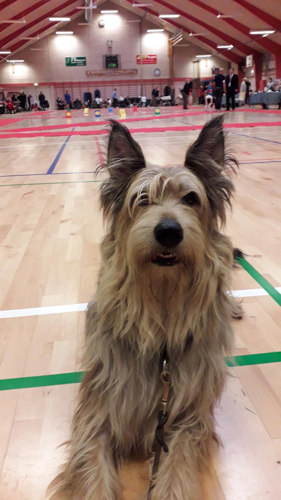 Picard Harald (Atengaflu`s Ejner-Äbwy billede 7