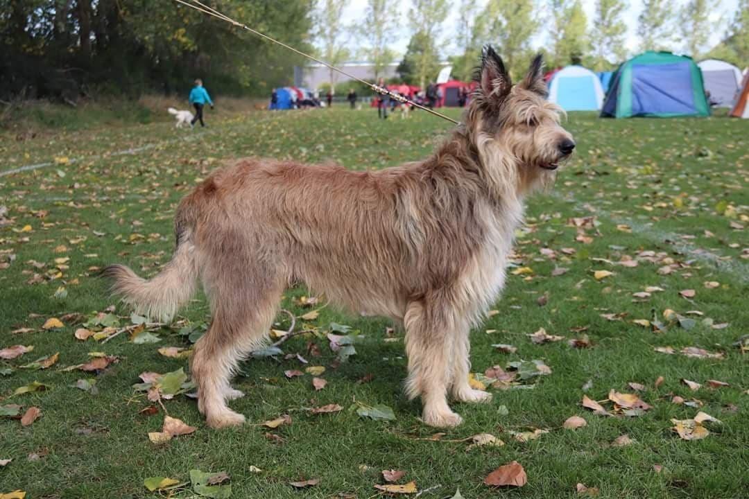 Picard Harald (Atengaflu`s Ejner-Äbwy billede 8