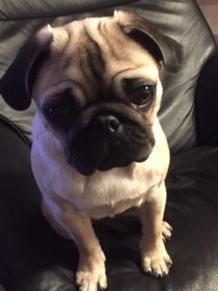 Mops Åse - Åse 18 uger:-) billede 2