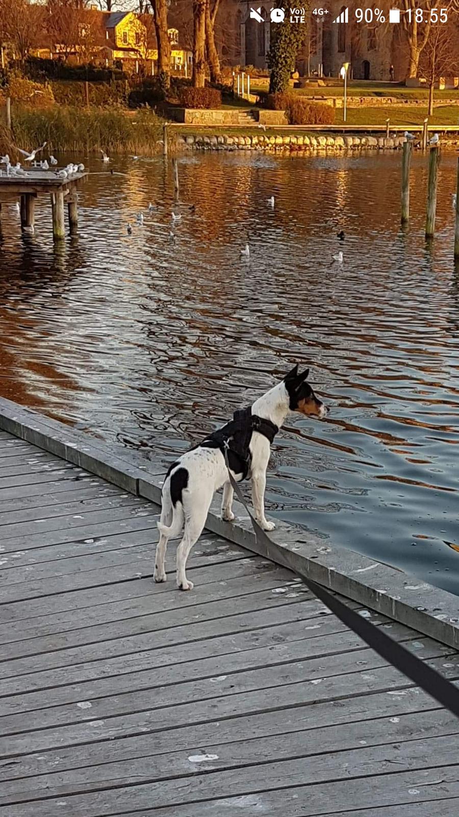 Dansk svensk gaardhund Batman billede 14