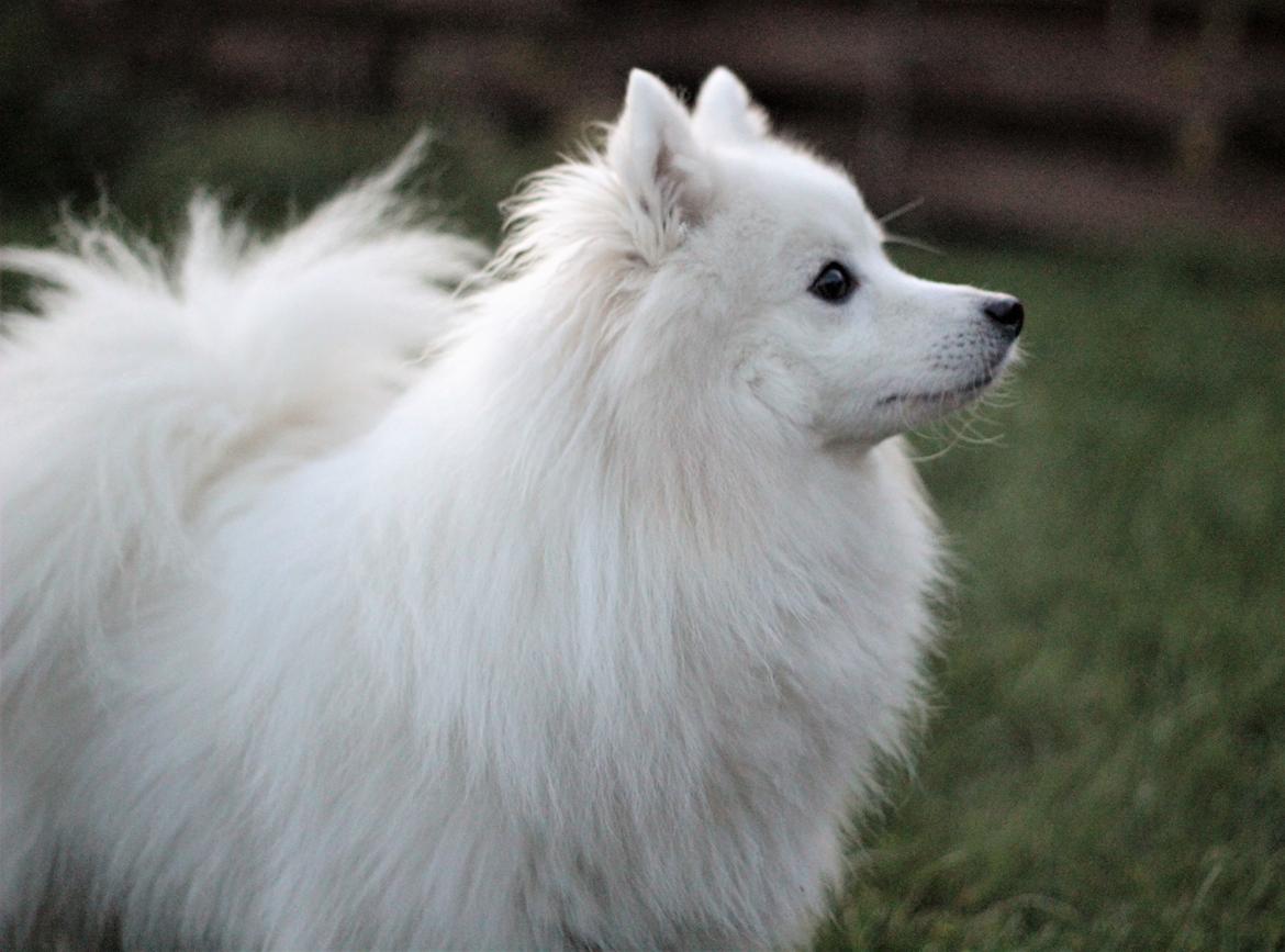 Japansk spids Rowleys Whatabout Vodooh billede 3