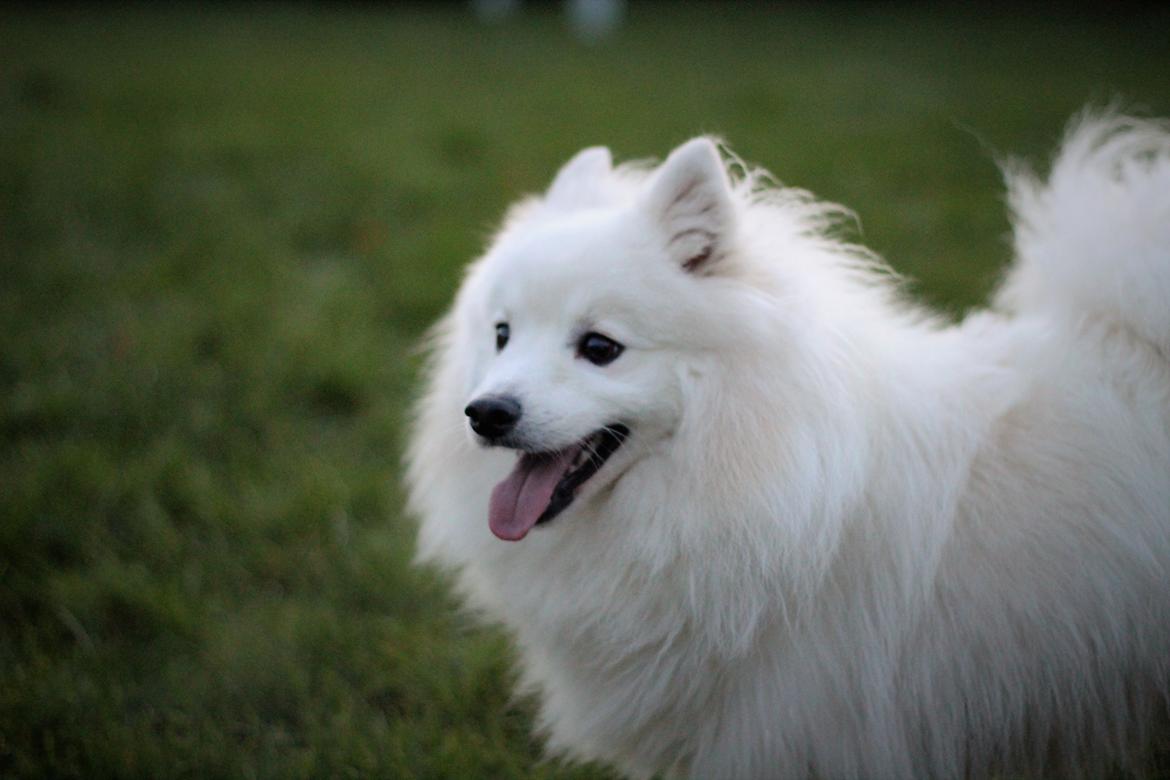 Japansk spids Rowleys Whatabout Vodooh billede 4