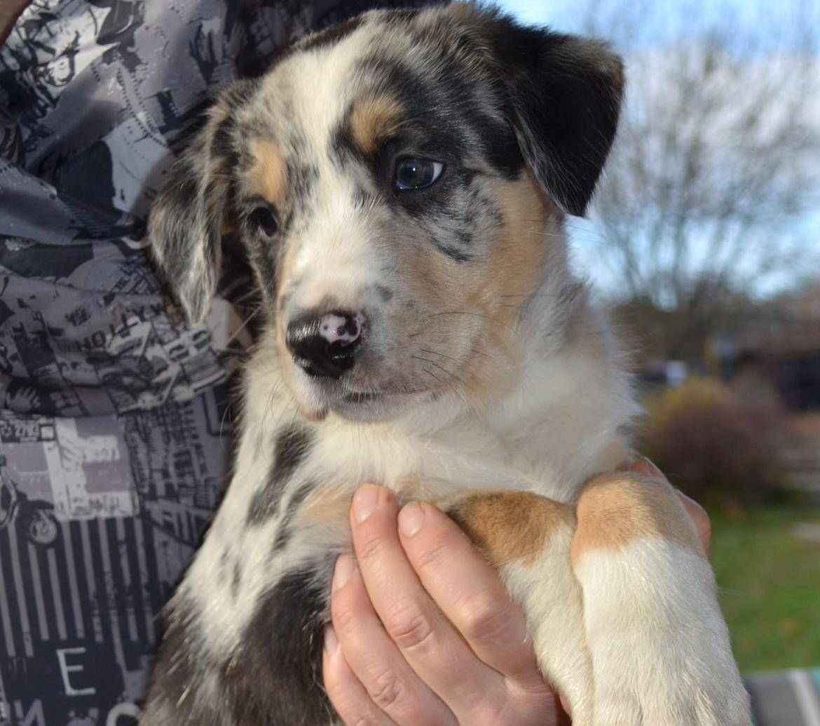 Border collie Kaos (Offish Alkyra) - 7 uger billede 14