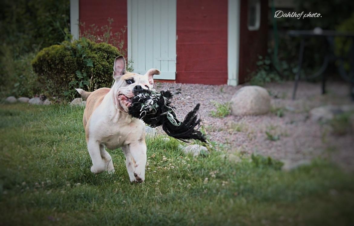 Olde english bulldogge Grethe prip Knudsen. billede 1