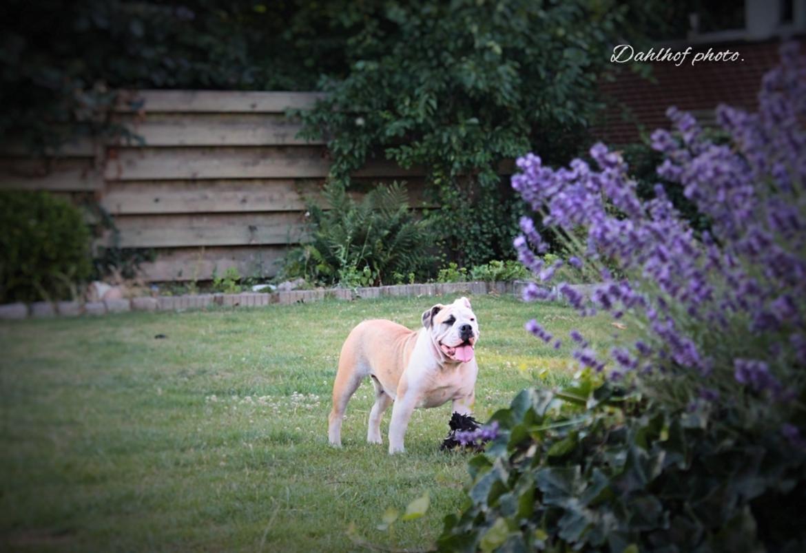 Olde english bulldogge Grethe prip Knudsen. billede 2