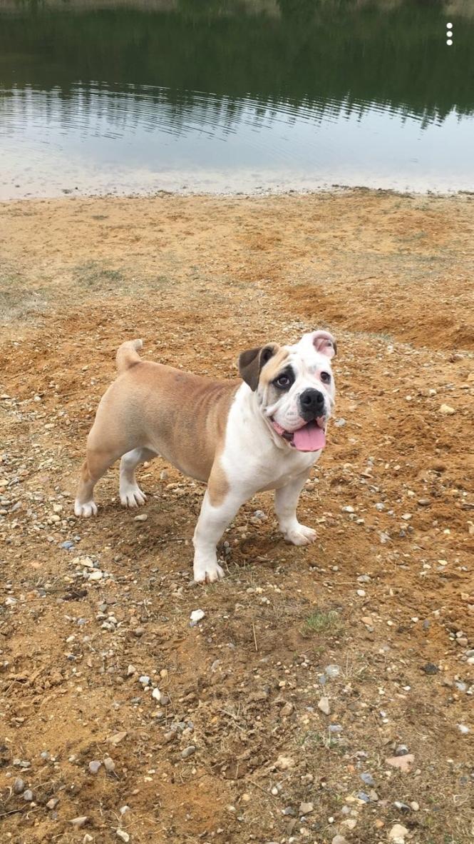 Olde english bulldogge Grethe prip Knudsen. billede 5