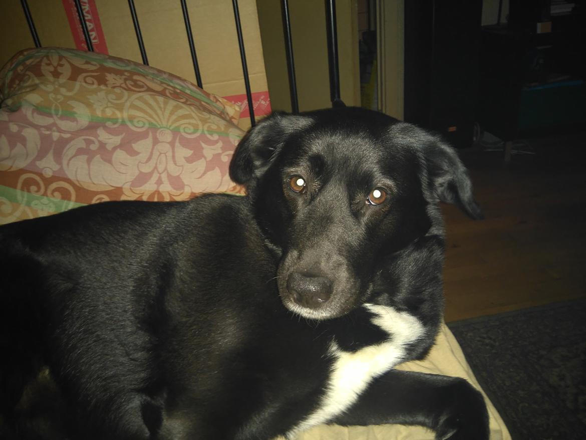 Blanding af racer Sille billede 4