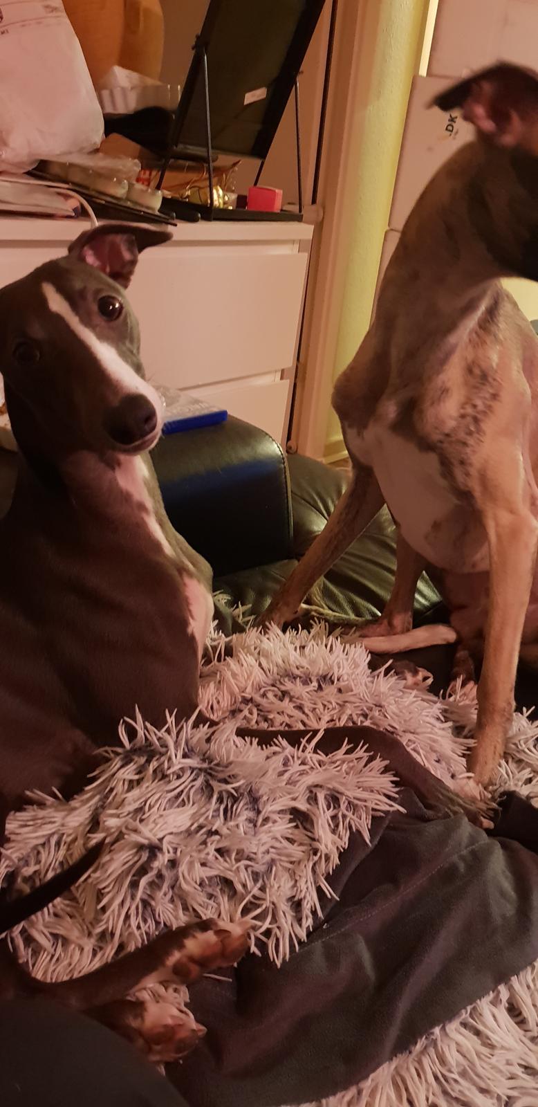 Whippet Kennel All Stars Herkules (Misha) billede 23