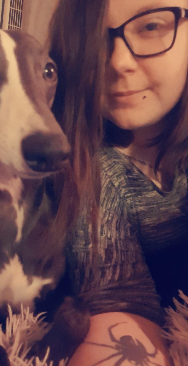 Whippet Kennel All Stars Herkules (Misha) billede 1