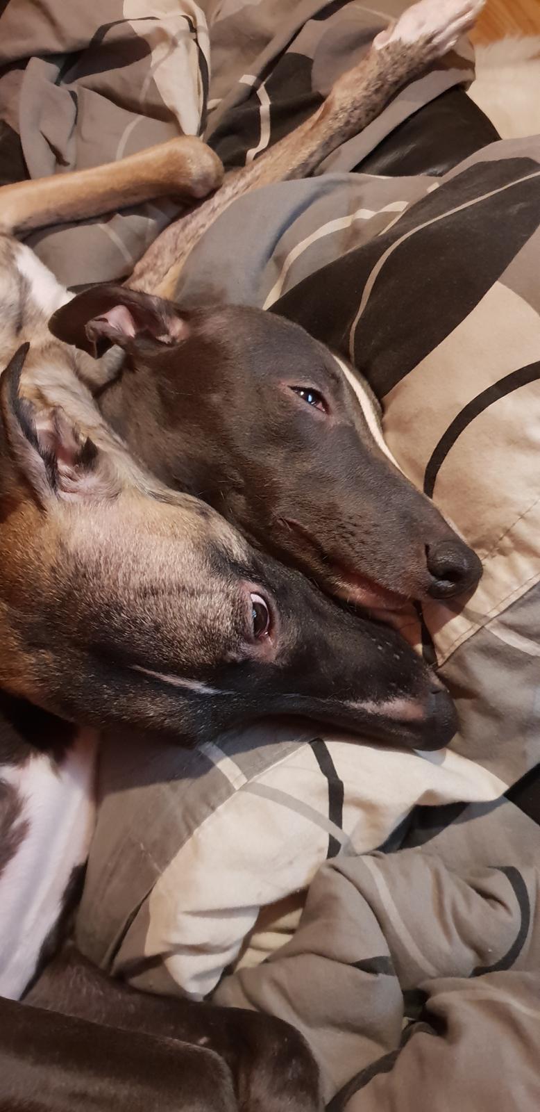 Whippet Kennel All Stars Herkules (Misha) billede 24