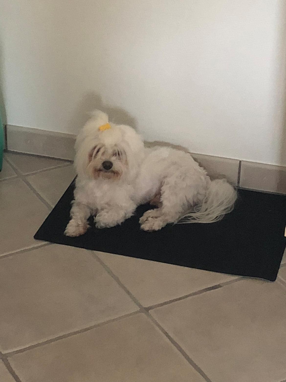 Coton de tulear Gizmo billede 2