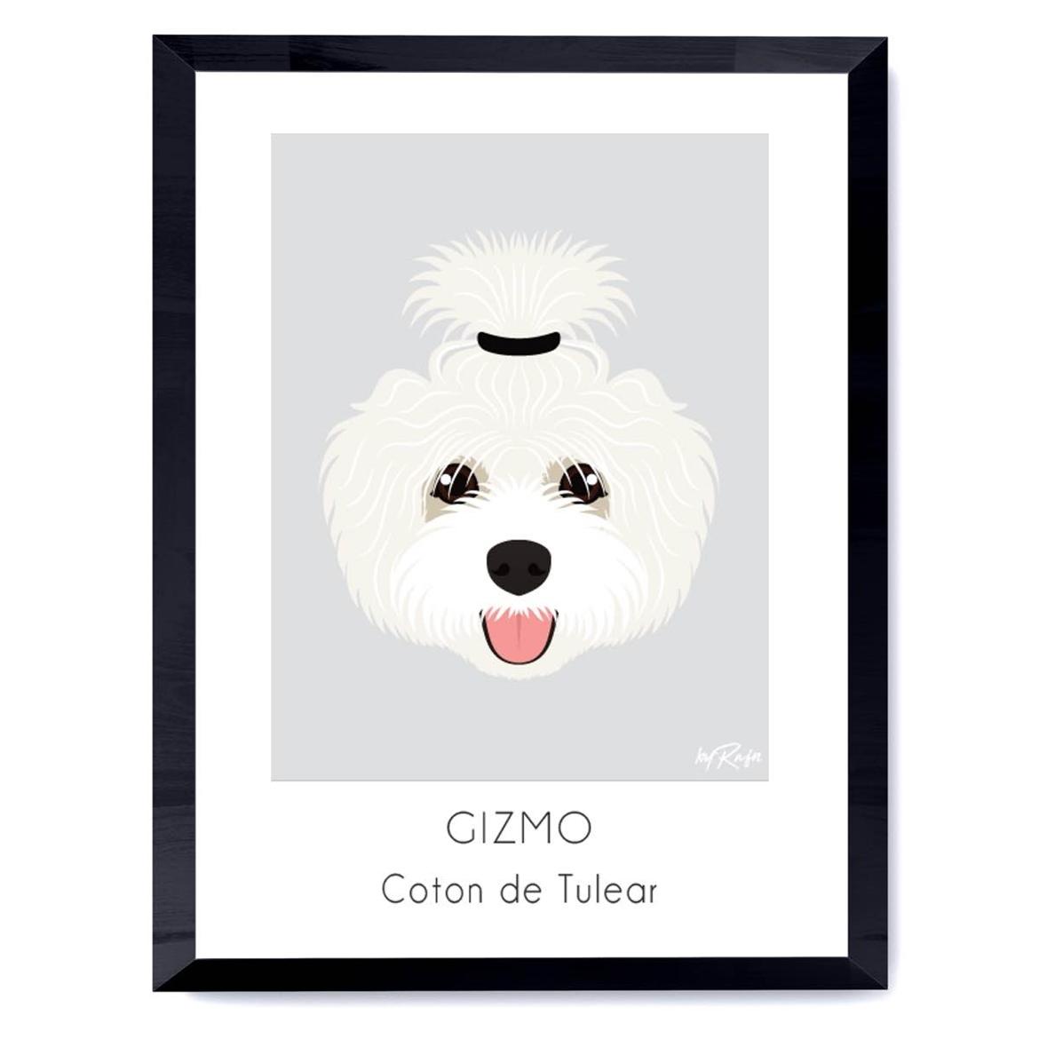 Coton de tulear Gizmo billede 5