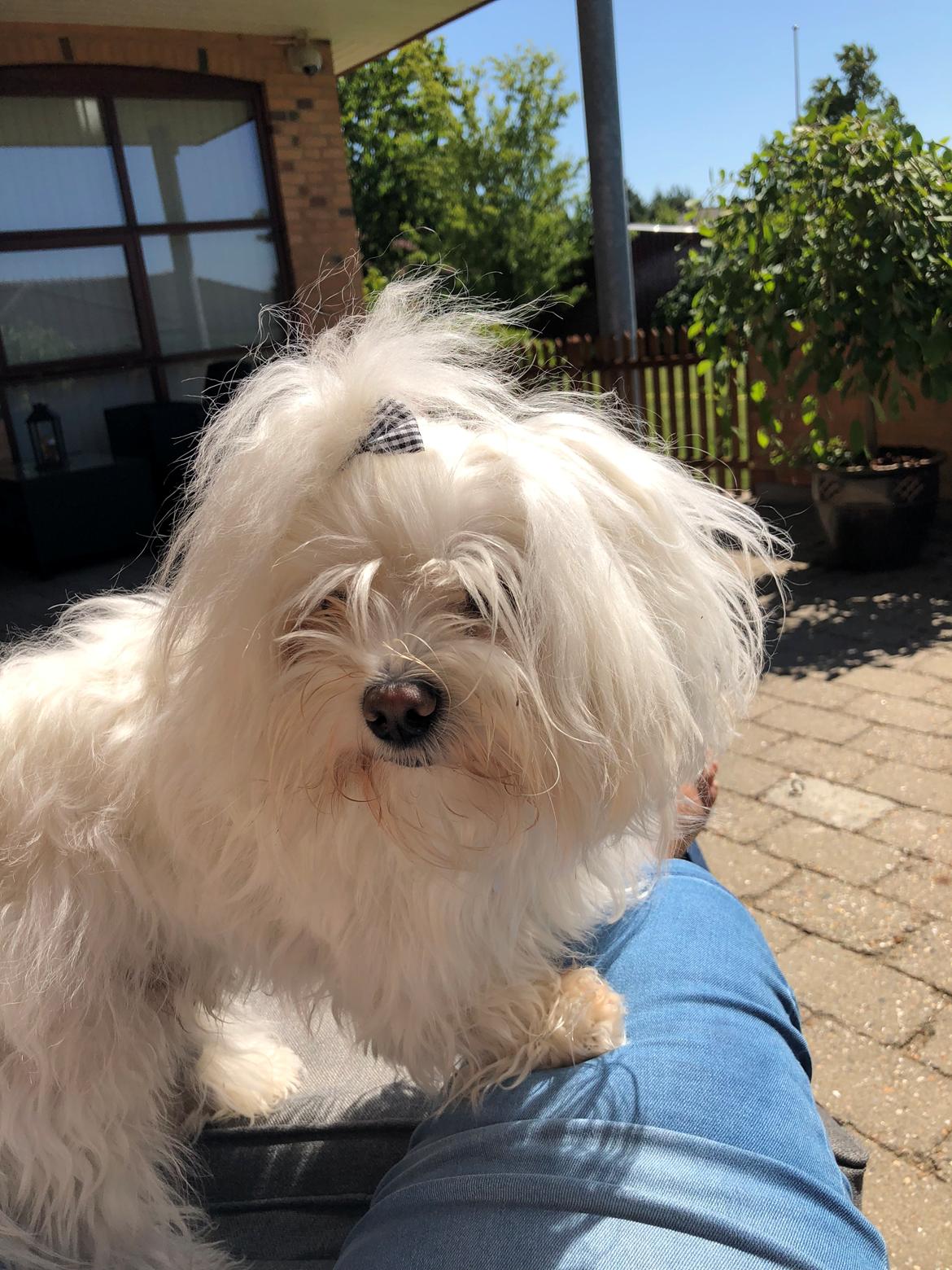 Coton de tulear Gizmo billede 4