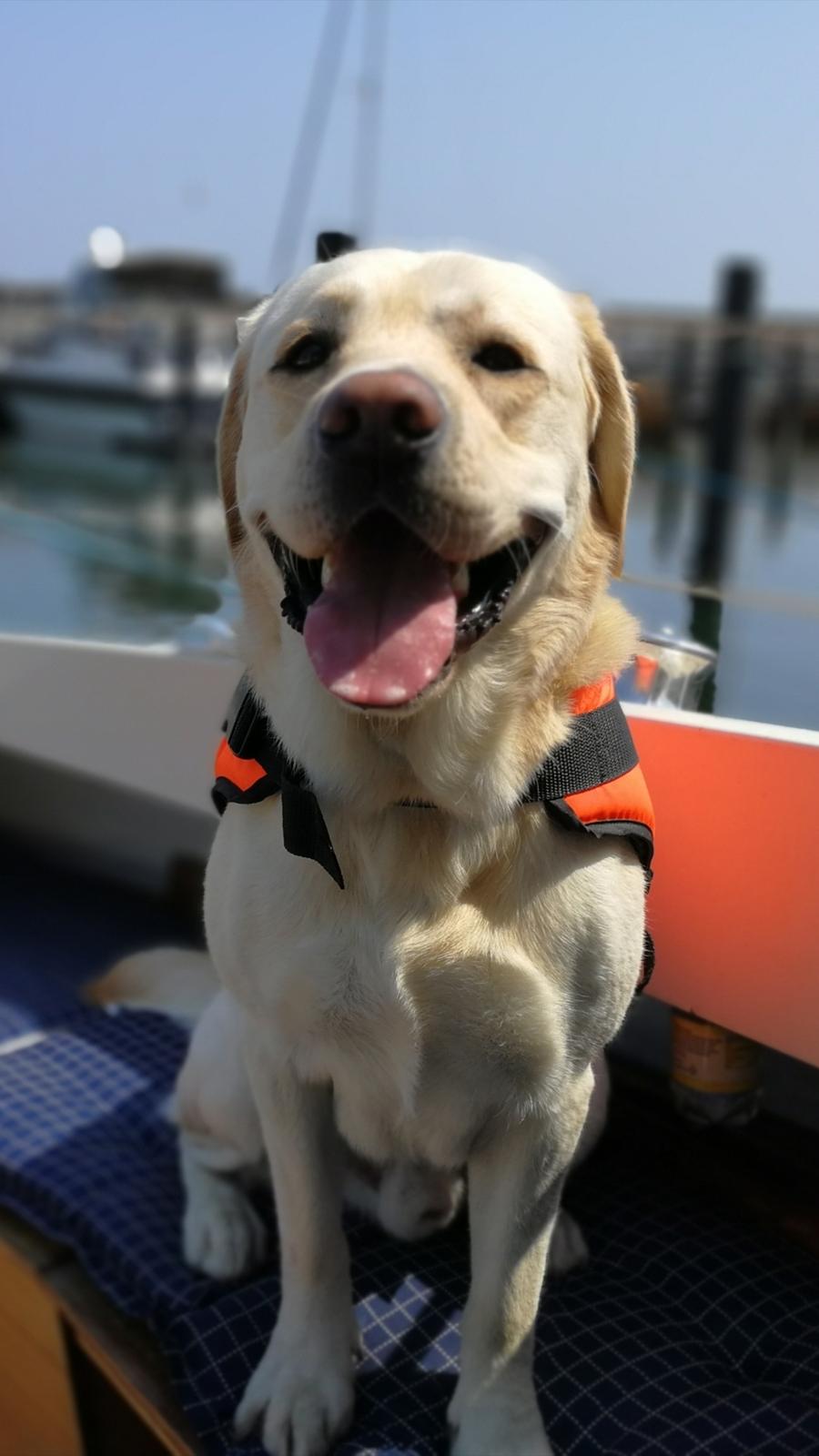 Labrador retriever Manze billede 22