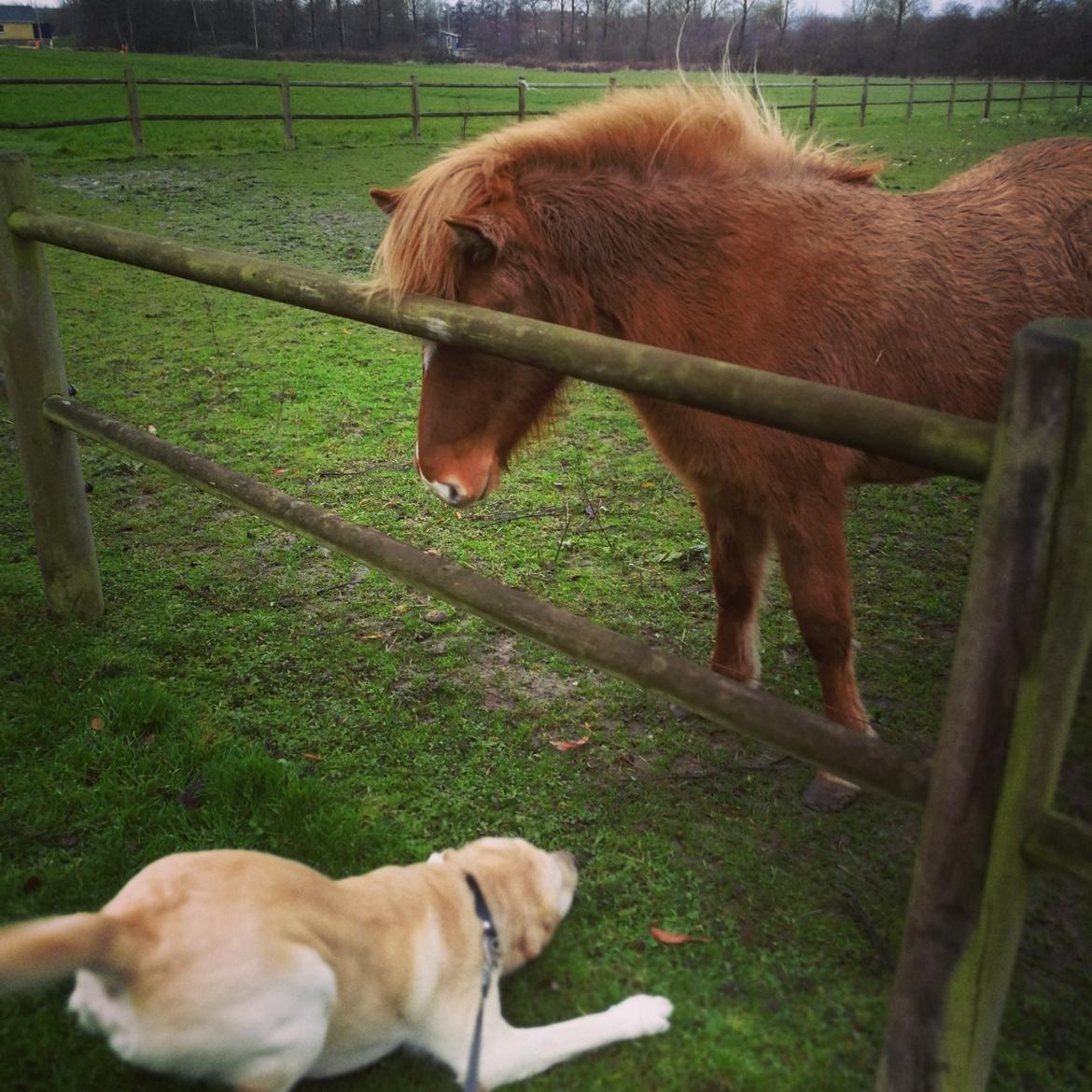 Labrador retriever Manze billede 23