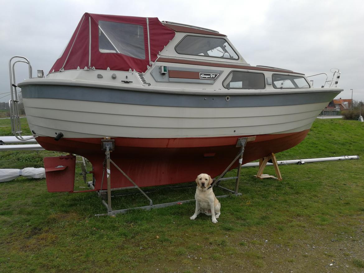 Labrador retriever Manze billede 24