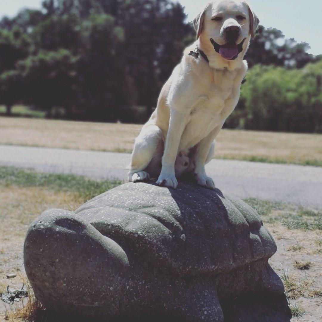Labrador retriever Manze billede 26