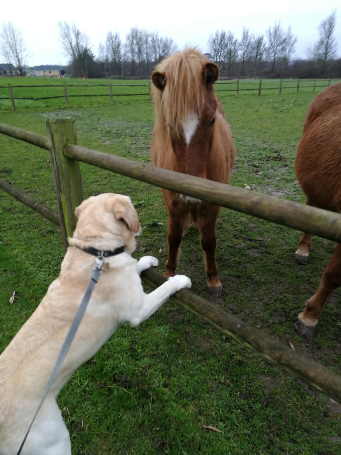 Labrador retriever Manze billede 25