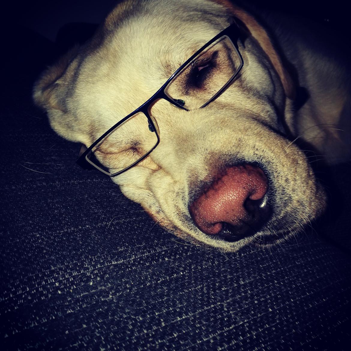 Labrador retriever Manze billede 27