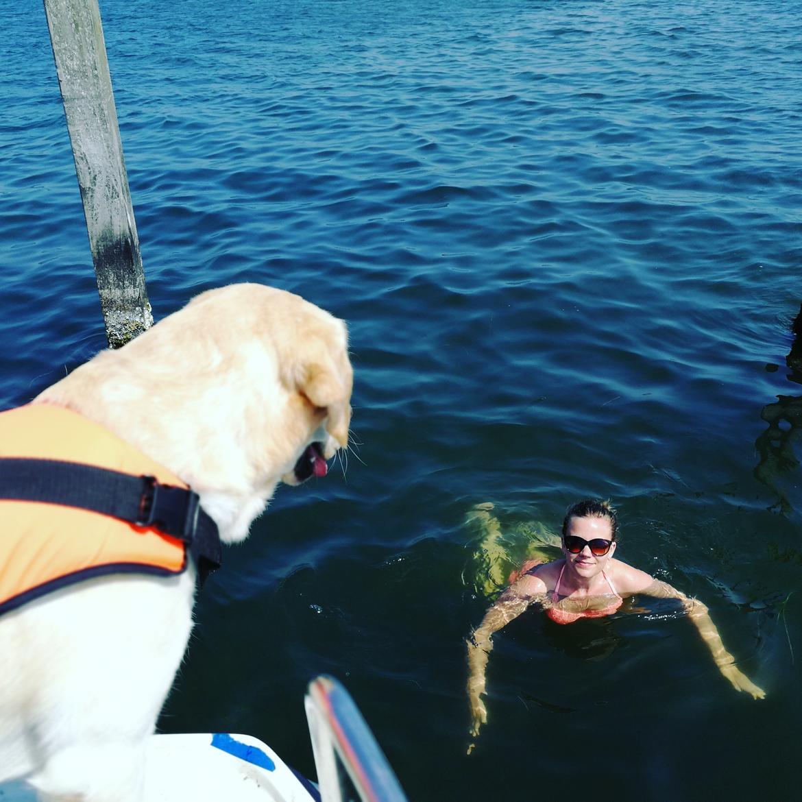 Labrador retriever Manze billede 28