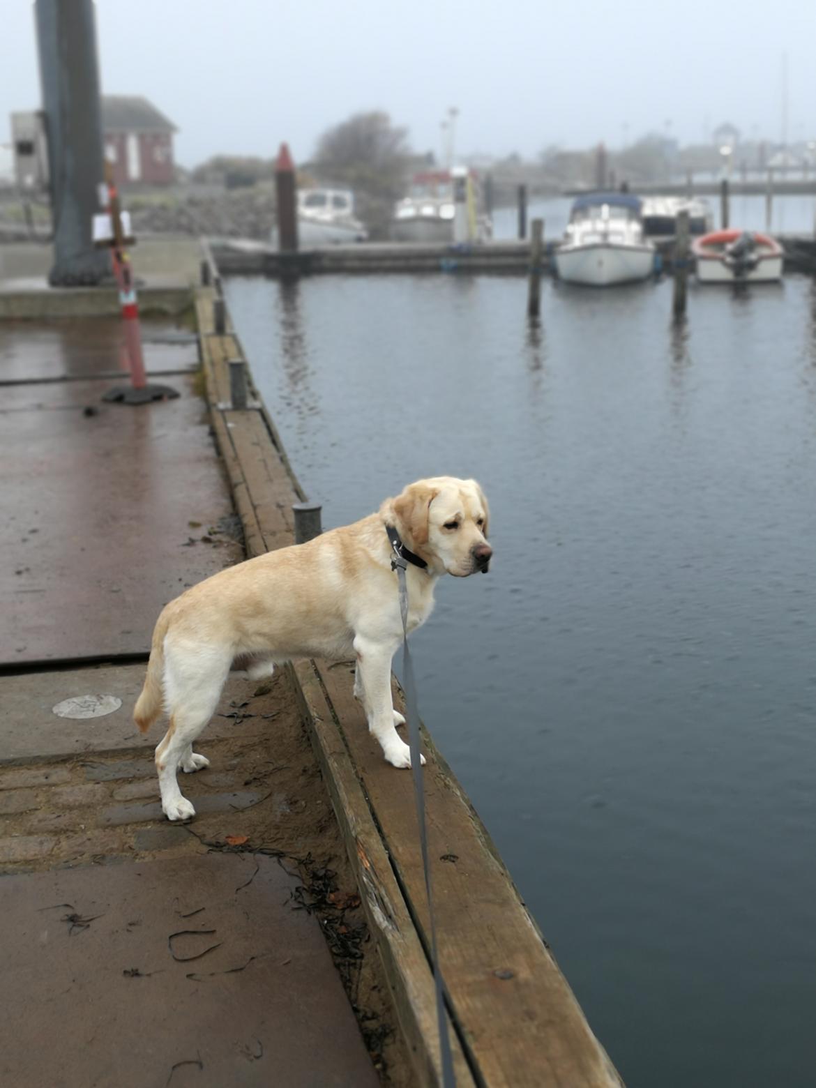 Labrador retriever Manze billede 29