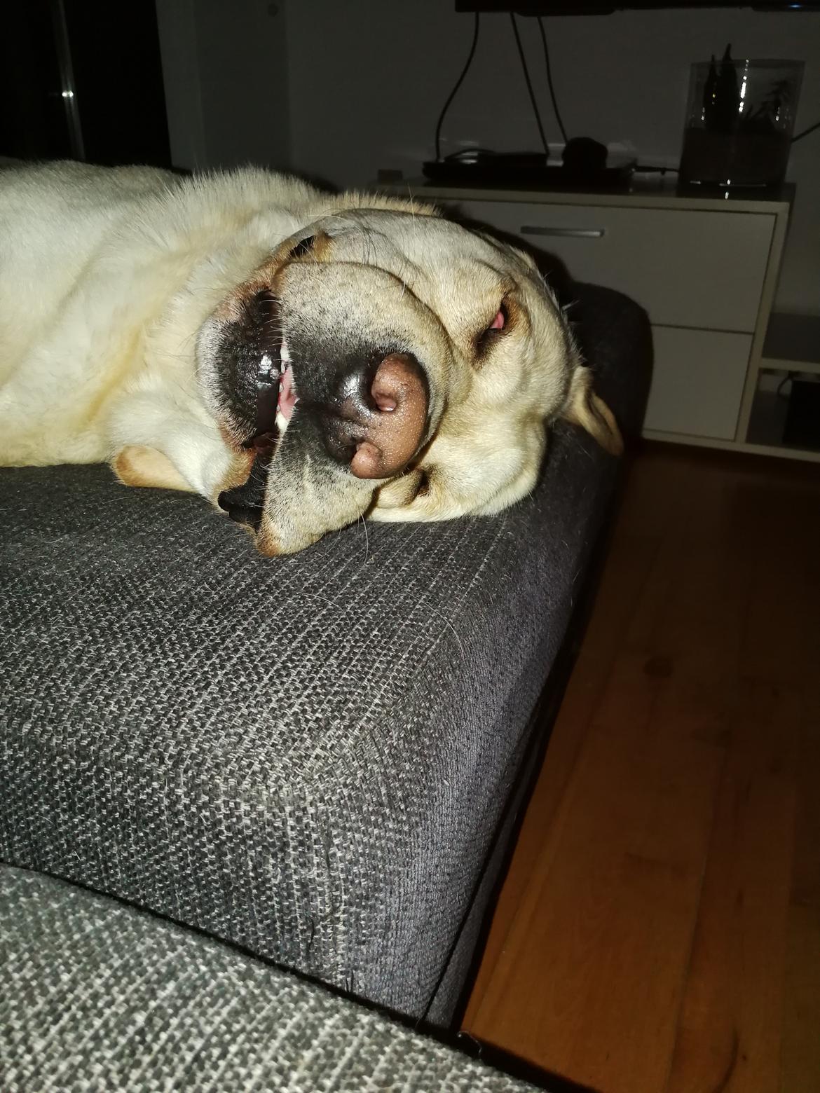 Labrador retriever Manze billede 30