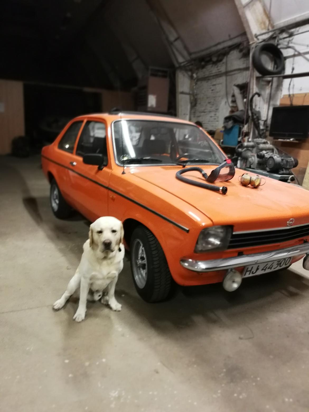 Labrador retriever Manze billede 31