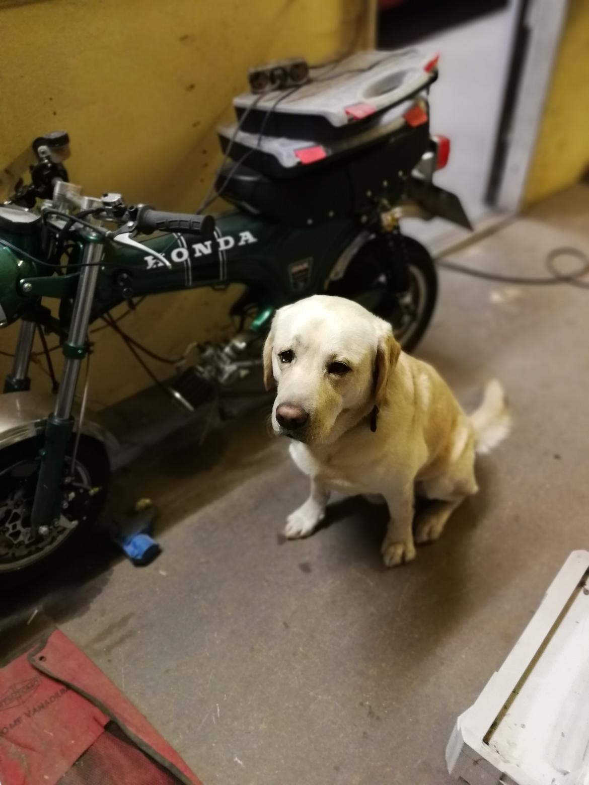 Labrador retriever Manze billede 32