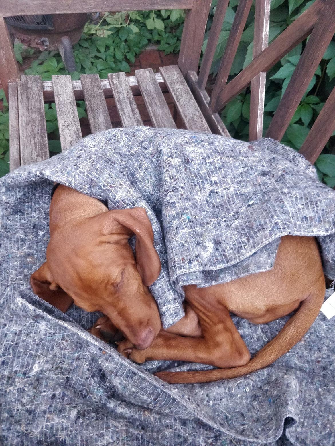 Vizsla Eik billede 5