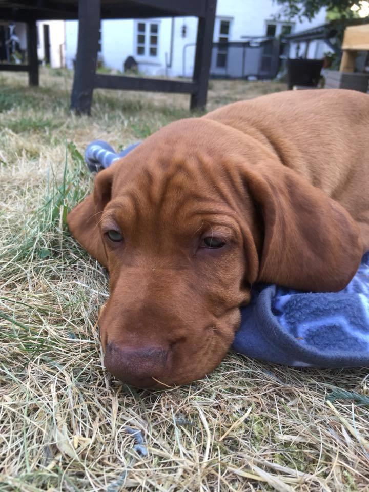 Vizsla Eik billede 6