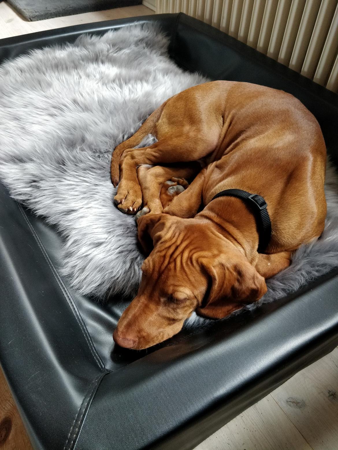 Vizsla Eik billede 8