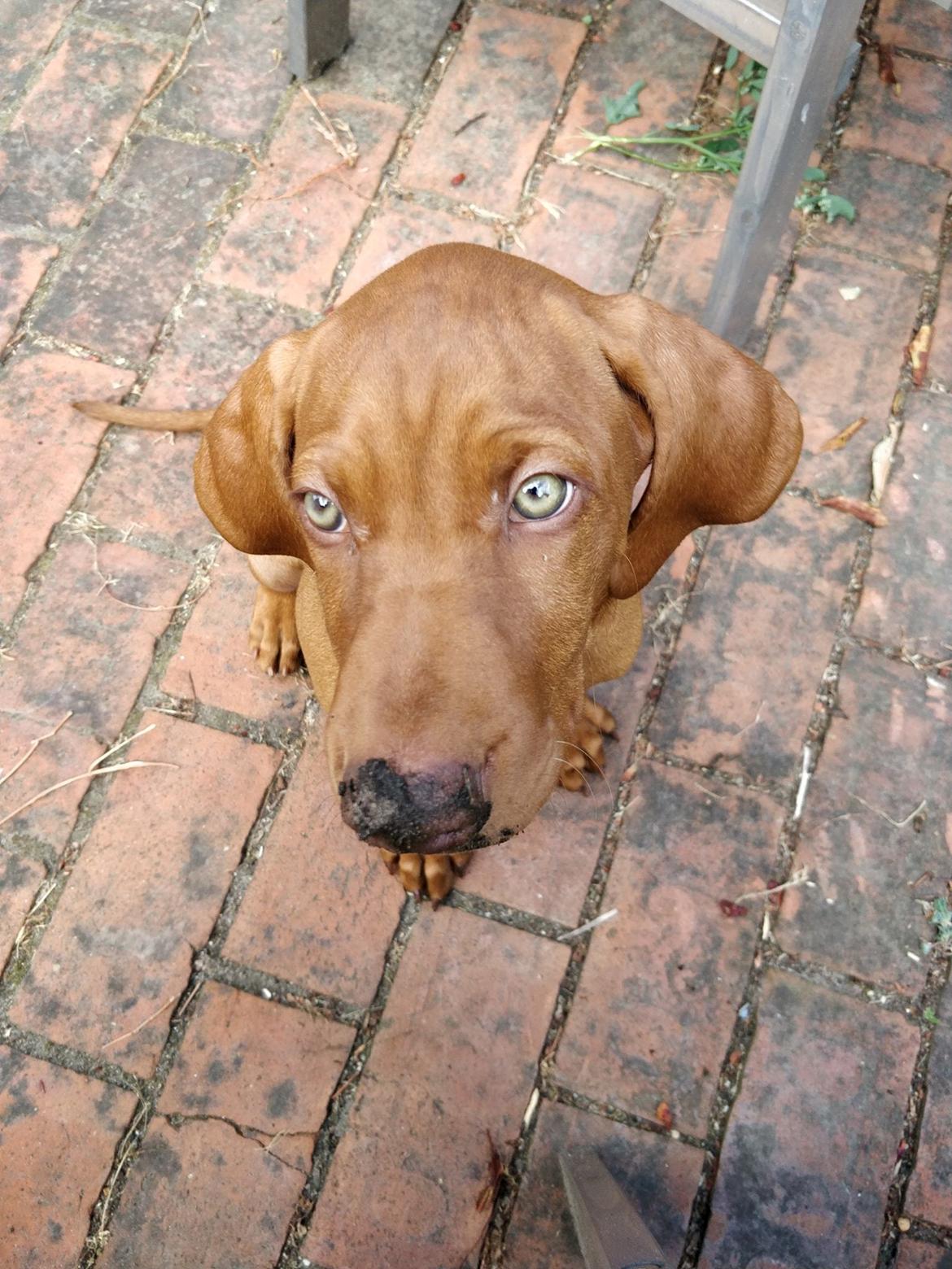 Vizsla Eik billede 9