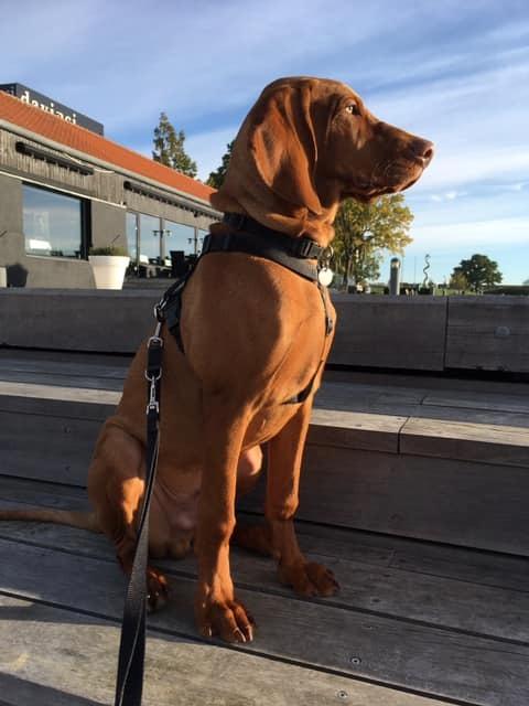 Vizsla Eik billede 2