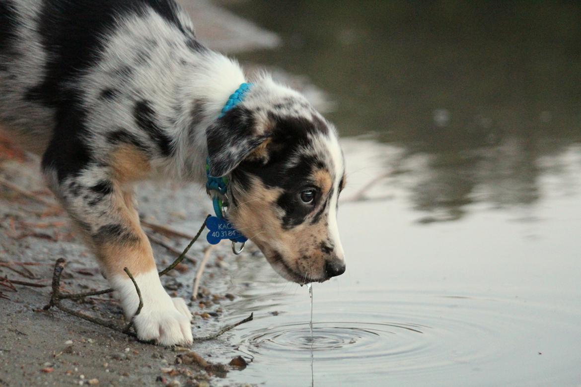 Border collie Kaos (Offish Alkyra) billede 11