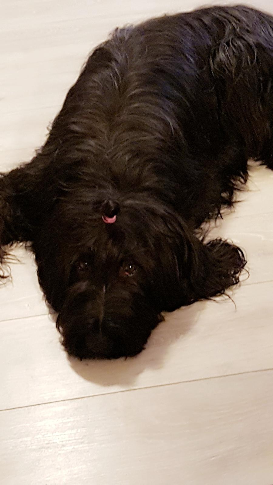 Briard Oline Bel'Truffe Noire billede 2