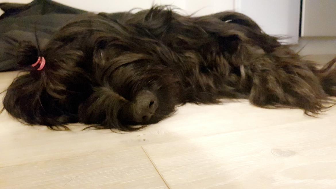 Briard Oline Bel'Truffe Noire billede 4