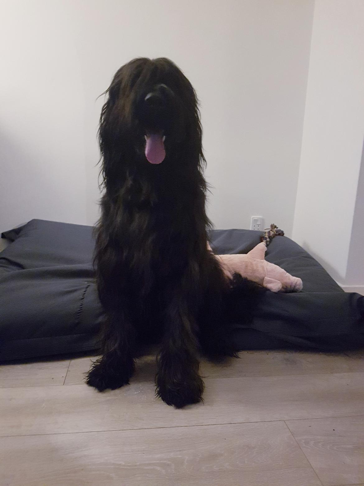 Briard Oline Bel'Truffe Noire billede 6