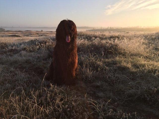 Briard Oline Bel'Truffe Noire billede 7