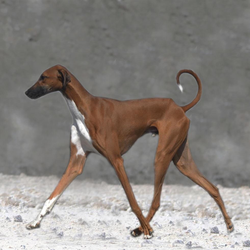 Azawakh Herbert billede 7