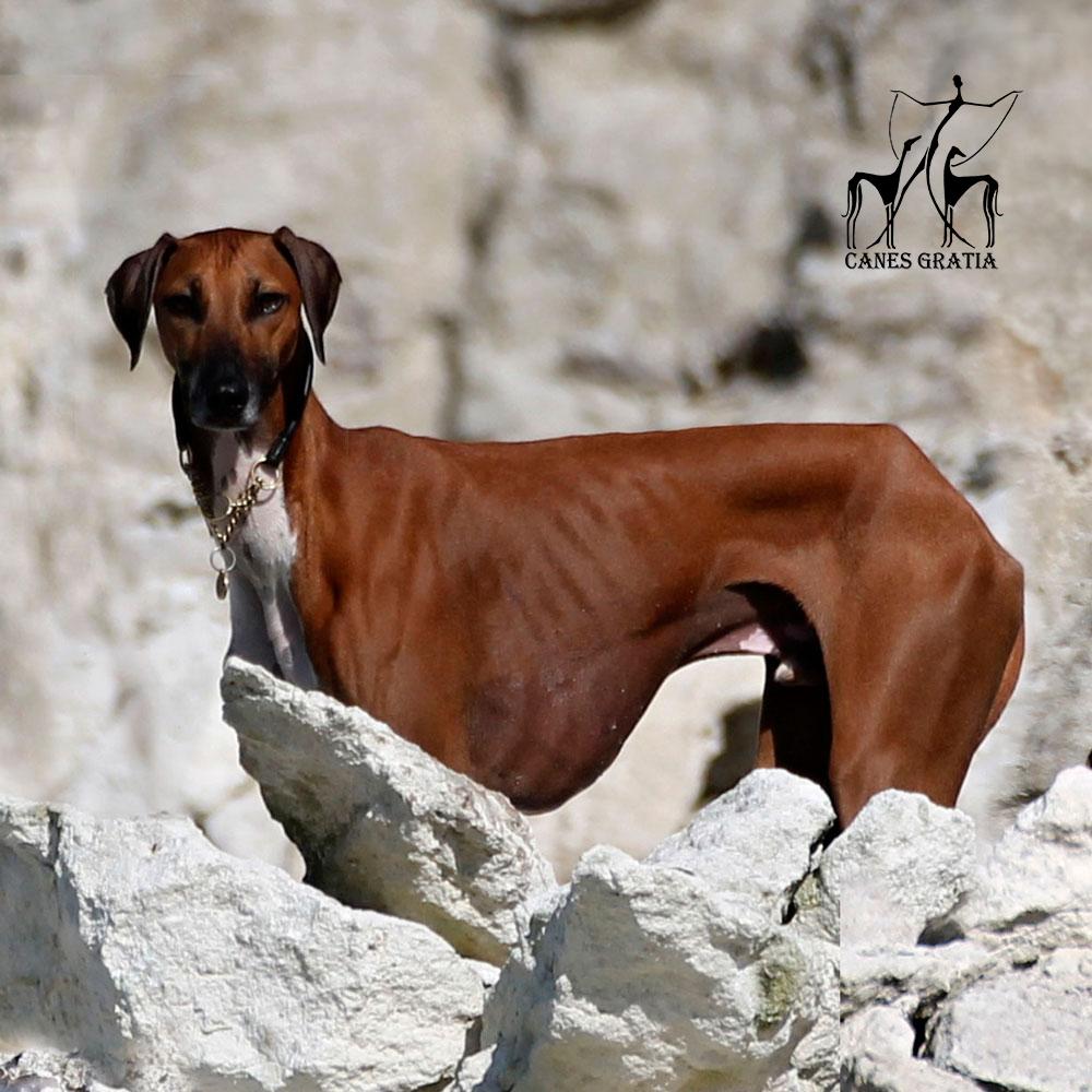 Azawakh Herbert billede 2