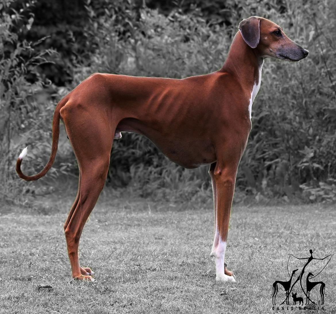 Azawakh Herbert billede 1