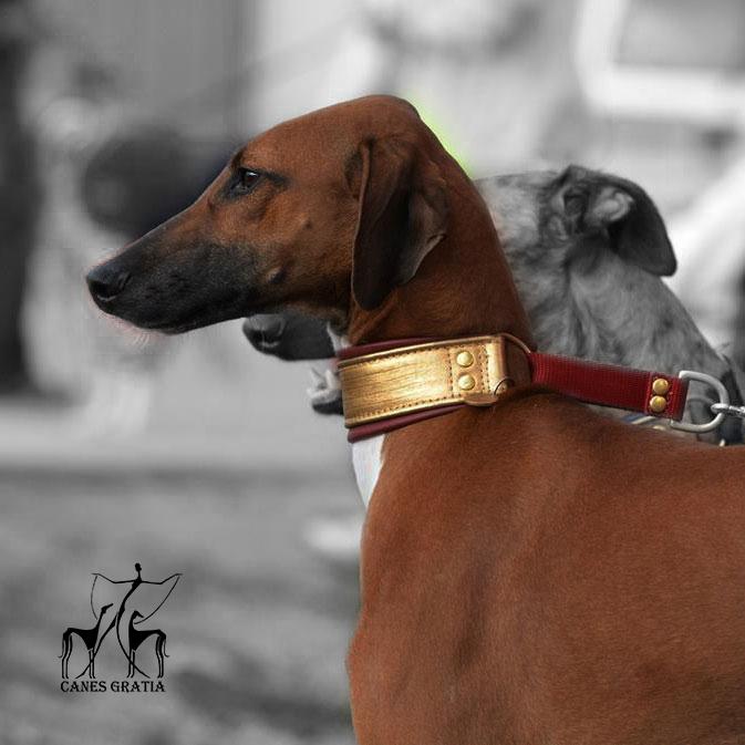 Azawakh Herbert billede 3