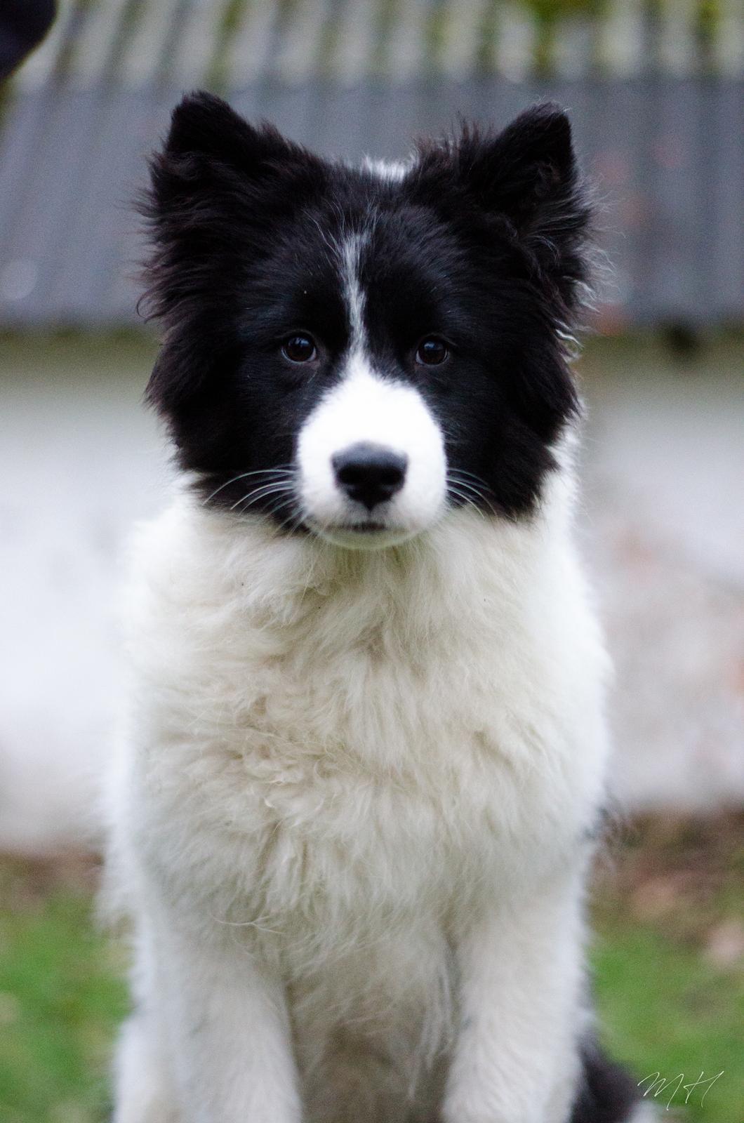 Yakutian Laika DKJV19 DKV19 DKKV19 HRJCH SPLITJW19 El Flaum Zahir - knap 5 måneder billede 18