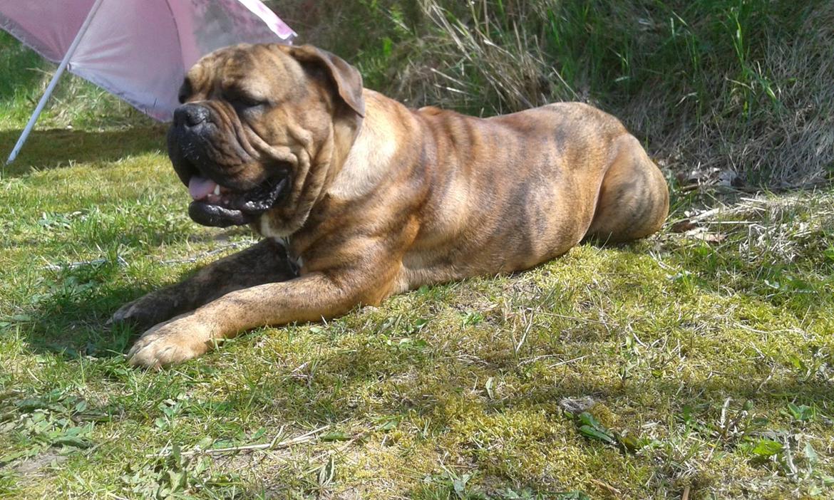 Blanding af racer Menja billede 1