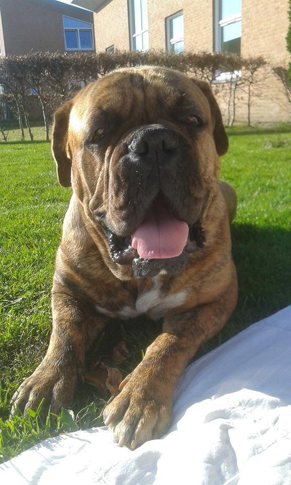 Blanding af racer Menja billede 2