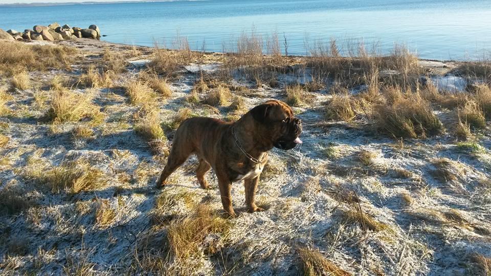 Blanding af racer Menja billede 3