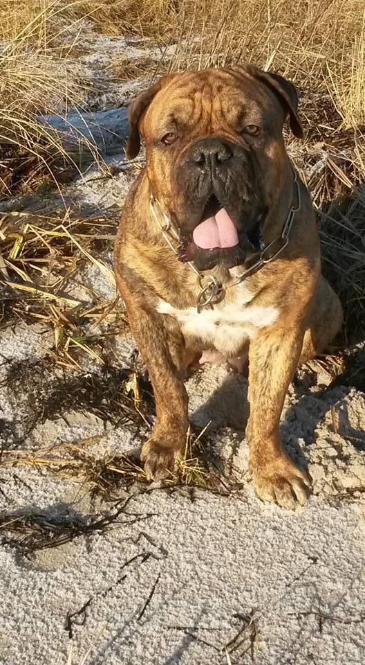 Blanding af racer Menja billede 4